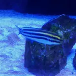 Striped Poison-fang Blenny