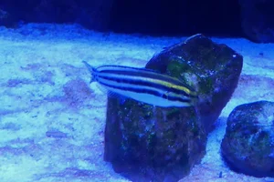 Dreistreifen-Säbelzahnschleimfisch