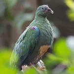 Orange-bellied Fruit-dove