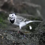 European Wagtail