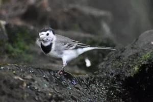 Witte kwikstaart