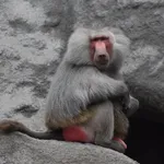 Hamadryas Baboon