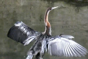 Afrikaanse slangehalsvogel