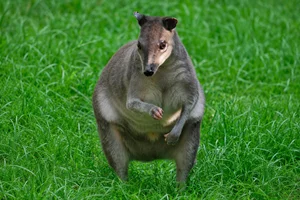 Hagenwallabie