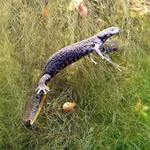 Great Crested Newt