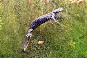 Kamsalamander