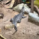West African Crocodile