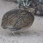 Chilean Tinamou