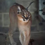 Caracal