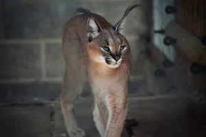 Caracal