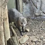 White-tailed Mongoose
