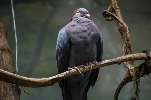 Roodhalsduif