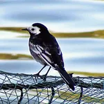 British Pied Wagtail