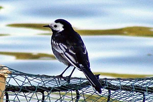 rouwkwikstaart