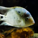 White Cichlid