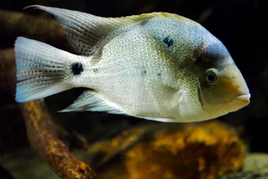 White Cichlid