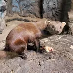 Ring-tailed Vontsira