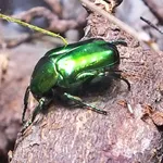 Big Rose Chafer