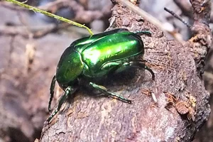 Big Rose Chafer