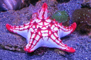 Rode stekelster