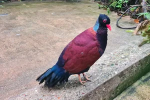 Fazantduif