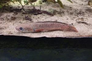 Dwarf Snakehead