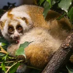 Bengal Slow Loris
