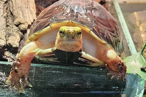 McCord's Box Turtle