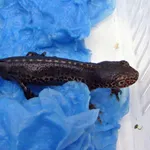 Alpine Newt