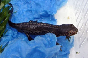 Alpenwatersalamander