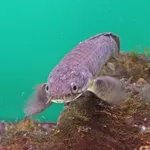 Polypterus polli