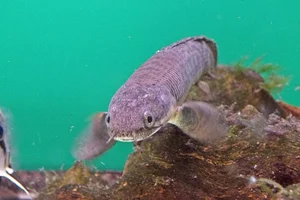 Polypterus polli