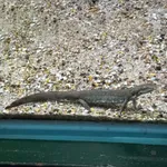 Sardinian Brook Salamander
