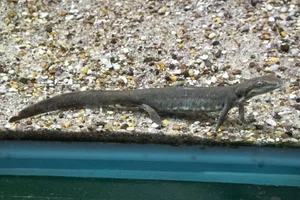 Sardijnse Beeksalamander