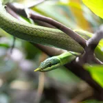 Rhinoceros Snake