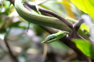 Rhinoceros Snake