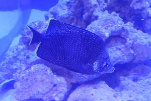 Eisen-Falterfisch