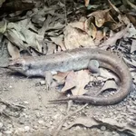 Telfair's Skink