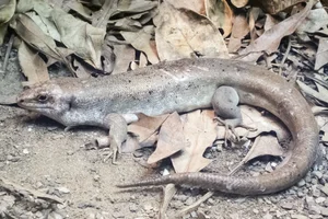 Round Island skink