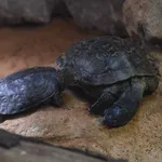 Spanish Terrapin