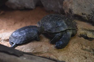 Moorse beekschildpad