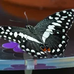 Citrus Swallowtail