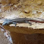 Common Flat Lizard