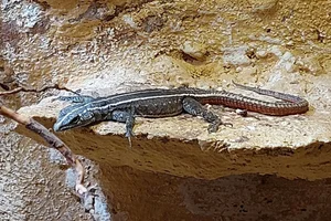 Common flat lizard
