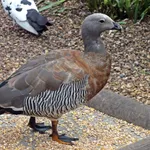 Ashy-headed Goose