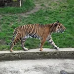 Corbett's tiger
