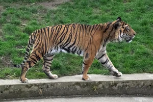 Chinese tijger