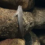 Freshwater blenny