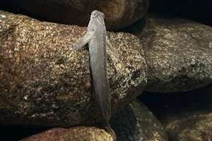 Freshwater blenny