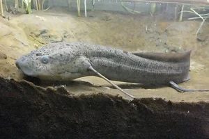 Kongolungenfisch